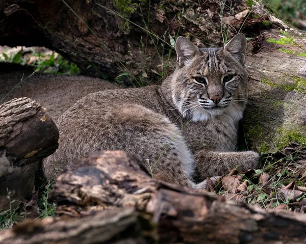 Bobcat Cerca Descansando Junto Guarida Mostrando Cuerpo Cabeza Orejas Ojos — Foto de Stock