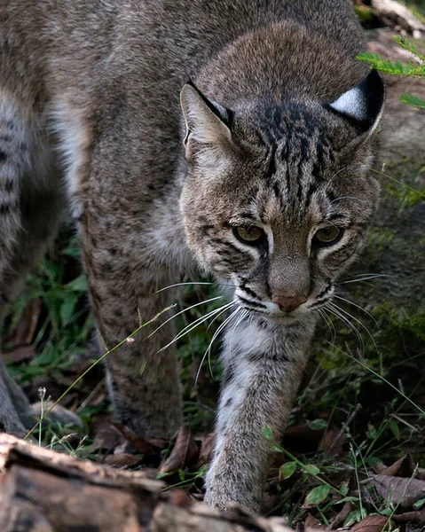 Bobcat Közelről Séta Nézi Kamera Miközben Bemutatja Test Fej Fül — Stock Fotó