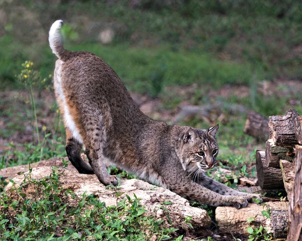 Bobcat Animale Close Profilo Vista Graffiare Unghie Registro Con Uno — Foto Stock