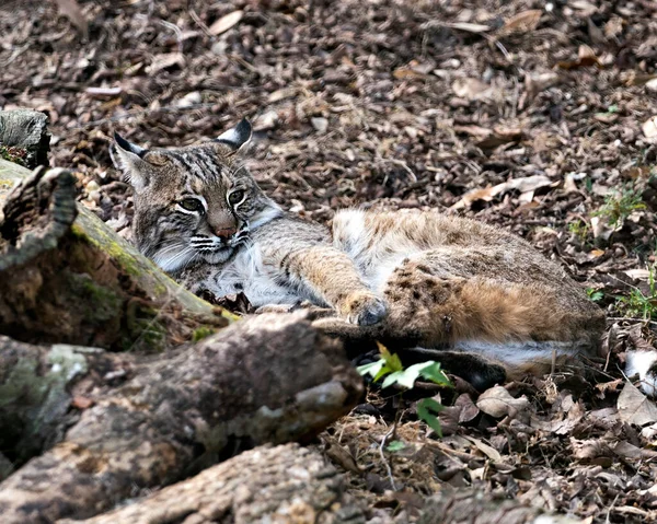 Bobcat Animal Vista Primer Plano Del Perfil Descansando Por Troncos — Foto de Stock