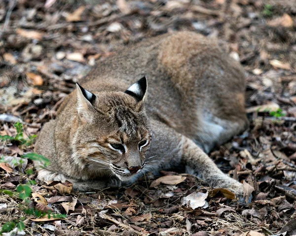 Bobcat Állat Közelkép Profil Nézet Pihen Földön Környezet Környező — Stock Fotó