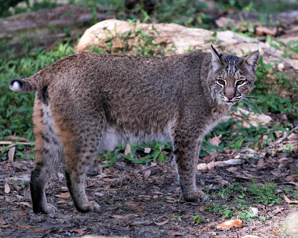 Bobcat Állat Közelkép Profil Nézet Bokeh Háttér Lombozat Sziklák Környezetében — Stock Fotó