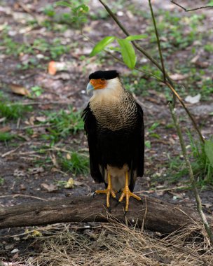 Güzel kuş başını, gözünü, gagasını, bacaklarını, ayaklarını, güzel tüylerini ortaya çıkarırken Caracara kuşunun yakın plan güzel bir geçmişi var..