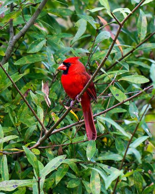 Kardinal erkek kuş bir dala tünemiş güzel kırmızı gövdesini, başını, gagasını, gözünü, güzel bir bokeh arka planıyla çevresini ve çevresini gösteriyor..