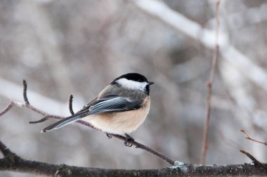 Civciv bir dala tünemiş ve çevresinin tadını çıkarırken vücudunu, başını, gözünü, gagasını, ayaklarını ve çevresini sarmış..