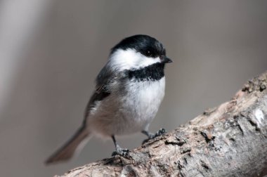Civciv bir dala tünemiş ve çevresinin tadını çıkarırken vücudunu, başını, gözünü, gagasını, ayaklarını ve çevresini sarmış..