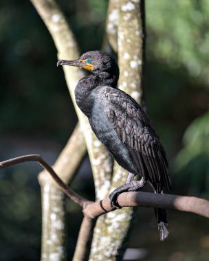 Karabatak kuş, bir dalın üzerine tünemiş kafasının, gözünün, gagasının ve etrafındaki güneş ışığının tadını gösteren bir dalın profil görüntüsünü kapatır..