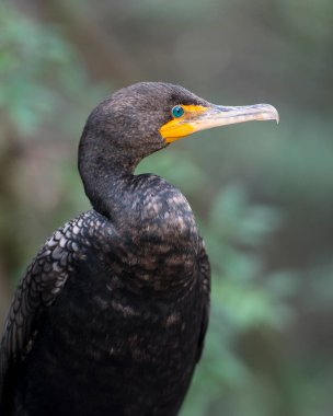 Karabatak kuşu kafasını, gözünü, gagasını gösterir ve güzel bir bokeh arka planıyla çevresindeki güneşin tadını çıkarır..
