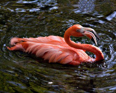 Sudaki flamingo kuşu dişlerini, ıslak tüylerini, uzun boynu, gözü, açık gagasını gösteriyor ve çevresindeki ve çevresindeki havanın tadını çıkarıyor..