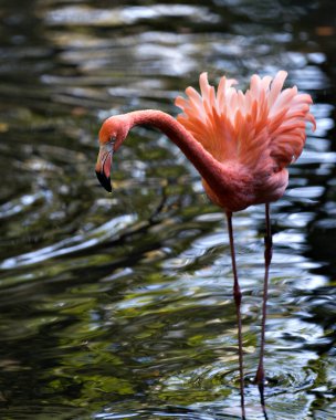 Sudaki flamingo kuşu vücudunu, tüylerini, başını, gözünü, etrafını ve çevresini gösteriyor..