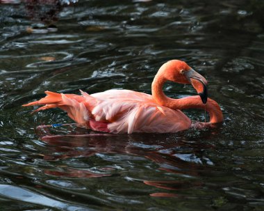 Sudaki flamingo kuşu yakından profil görüntüsü güzel tüylerini, başını, uzun boynunu, gagasını, etrafındaki ve çevresindeki su arka planındaki gözünü gösteriyor..