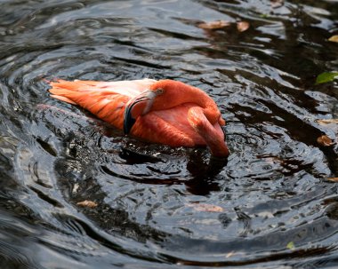Sudaki flamingo kuşu yakından profil görüntüsü güzel tüylerini, başını, uzun boynunu, gagasını, etrafındaki ve çevresindeki su arka planındaki gözünü gösteriyor..