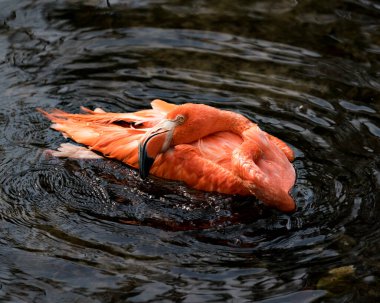 Flamingo kuşu yakından profil görüntüsü güzel tüylerini, başını, uzun negatifini, gagasını, çevresindeki ve çevresindeki arka plandaki gözünü gösteriyor..