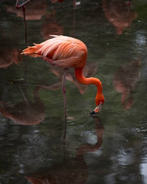 Flamingo kuşunun yakından profil görüntüsü suda kabarık tüyleri, kanatları, uzun boynu, başı, gagası, çevresindeki uzun bacakları ve etrafındaki tüyleri yansıtıyor..
