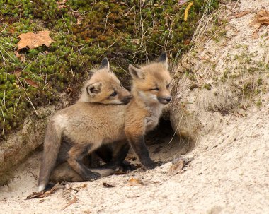 Tilki Red Fox yavru hayvan kiti tilkileri mağara deliğinin yanında oynuyorlar, birbirleriyle etkileşime geçiyorlar kürkleri, kafaları, gözleri, kulakları, burunları, pençeleri, kuyrukları ile oynuyorlar..