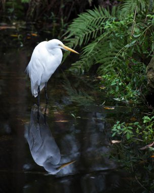 Büyük Beyaz suda, vücudunu yansıtırken, kanat, kafa, göz, bağ, uzun bacaklar, çevresindeki beyaz renk ve çevresini çevreleyen yeşillik..