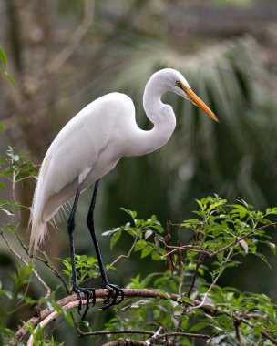 Büyük Akbalıkçıl kuşunun yakın plan profil görüntüsü, çevresindeki beyaz tüyleri gösteren ve çevreleyen bir dalın üzerine tünemiş..