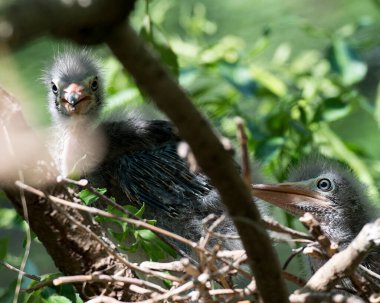 Çevresindeki yeşil balıkçıl.