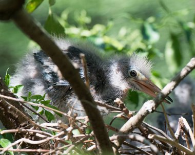 Çevresindeki yeşil balıkçıl.