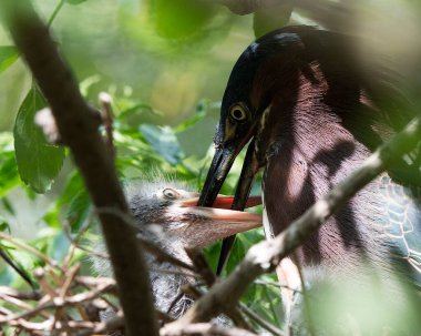 Yeşil balıkçıl yavrusu, yetişkin kuşa yakın profil görüntüsüne sahip yavru kuşu yuvada besliyor, tüyleri, gözleri, gagası ve çevresindeki bokeh arka planı ile birlikte sergiliyor..