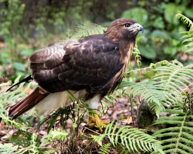 Çevresinde yeşillik arka planı ve ön planı olan ve kahverengi tüyleri, gagası, gözü, pençeleri olan şahin kuşunun yakın plan profil görüntüsü.