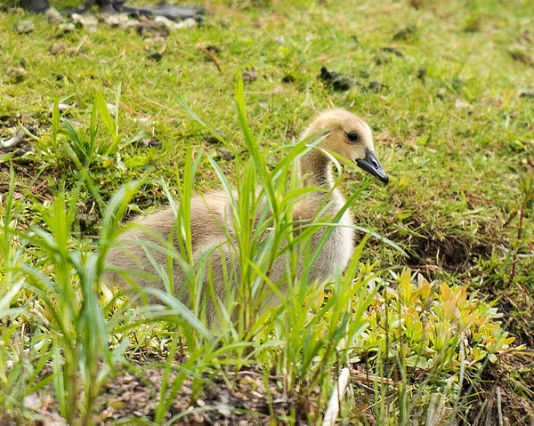 Canadian Geese Bird Gosling Babies Exposing Bodies Wings Head Nexk — Stock Photo, Image