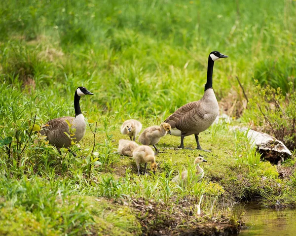 Kanadyjskie Gęsi Ptak Ich Gosling Dzieci Narażając Ich Ciała Skrzydła — Zdjęcie stockowe