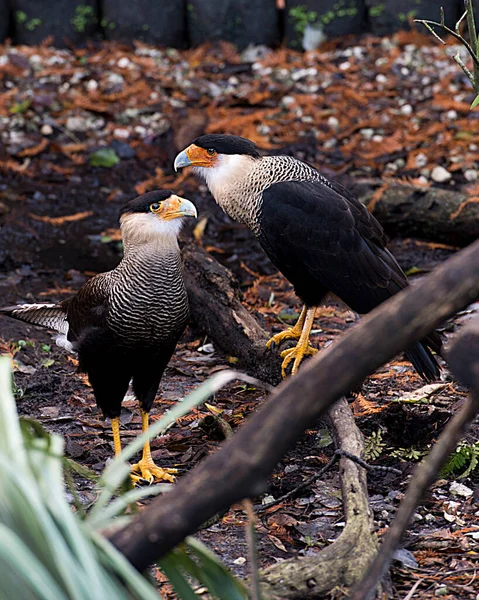 Caracara bird couple with a close-up  with a nice foliage background while the bird exposed its head, eye, beak, legs, feet, nice plumage.