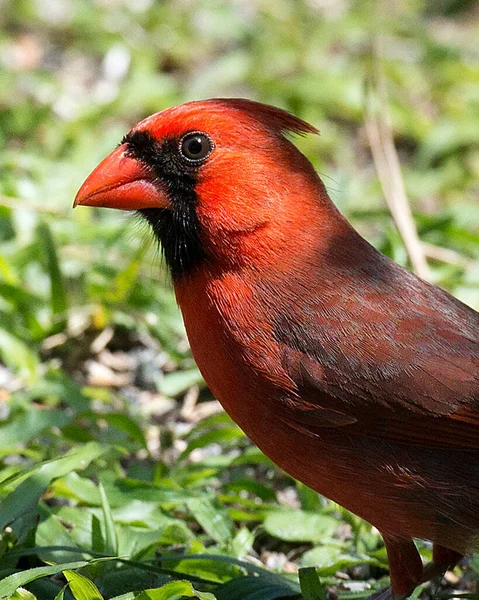 Cardinal Male Bird Head Close Profile View Bokeh Background Perched — Stock Photo, Image
