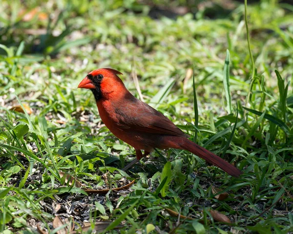 Cardinal Bird Male Displaying Beautiful Red Plumage Head Beak Eye — Stock Photo, Image