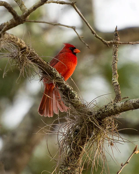 Kardynał Ptak Samiec Siedzący Gałęzi Ukazującej Jego Piękne Czerwone Ciało — Zdjęcie stockowe