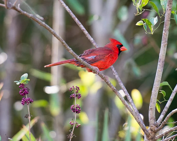 Cardinal Bird Male Perched Branch Displaying Beautiful Red Plumage Head — Stock Photo, Image