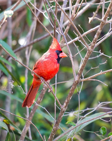 Cardinal Bird Male Perched Branch Displaying Beautiful Red Plumage Feathers — Stock Photo, Image