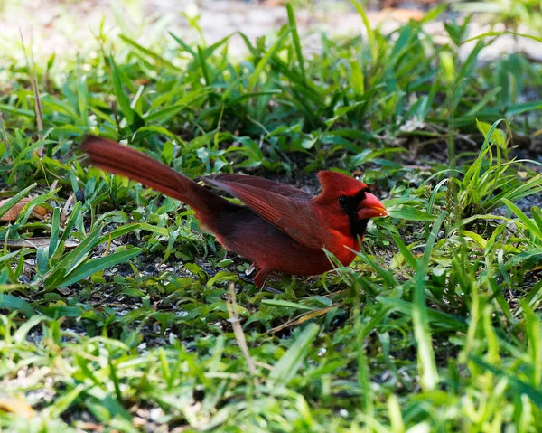 Cardinal bird male perched on a branch showing its beautiful red body, head, beak, eye, enjoying its surrounding and surrounding with a nice bokeh background.
