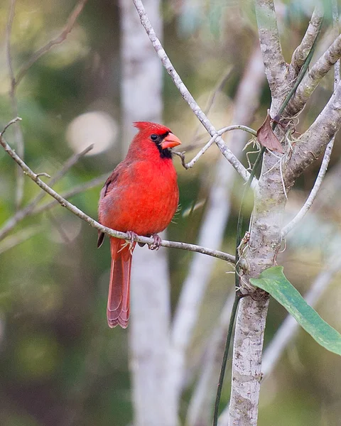 Cardinal Male Bird Close Profile View Perched Bokeh Background Displaying — Stock Photo, Image