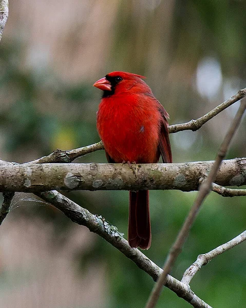 Cardinal bird male perched on a branch showing its beautiful red body, head, beak, eye, in its surrounding and surrounding with a  bokeh background.