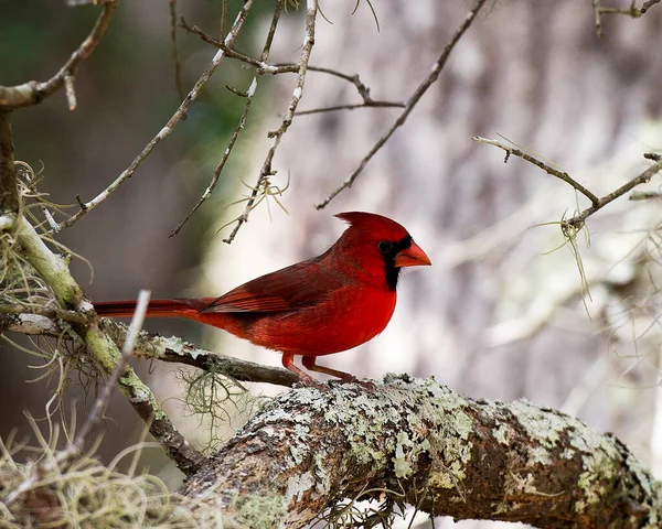 Cardinal Male Bird Close Profile View Bokeh Background Perched Branch — Stock Photo, Image