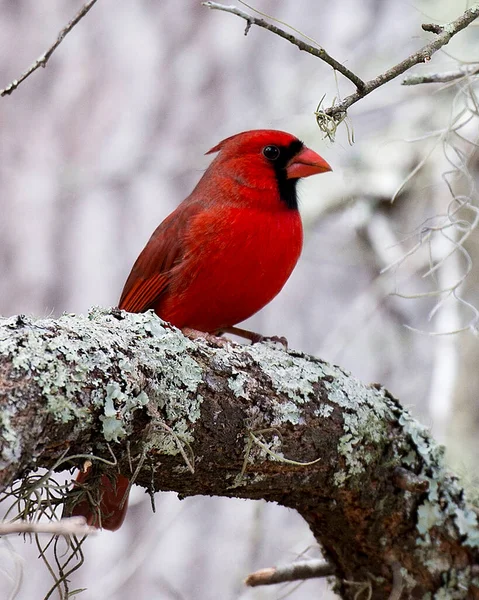 Cardinal Male Bird Close Profile View Blur Background Perched Branch — Stock Photo, Image