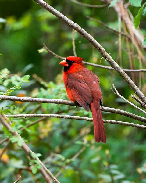 Cardinal Male Bird Close Profile View Bokeh Background Perched Branch — Stock Photo, Image