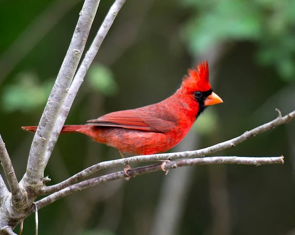 Kardinal erkek kuş yakından profil görüntüsü, bir dalın üzerine tünemiş bokeh arkaplan, güzel kırmızı gövdesini, başını, gagasını, gözünü, çevresini ve çevresini gösteriyor..