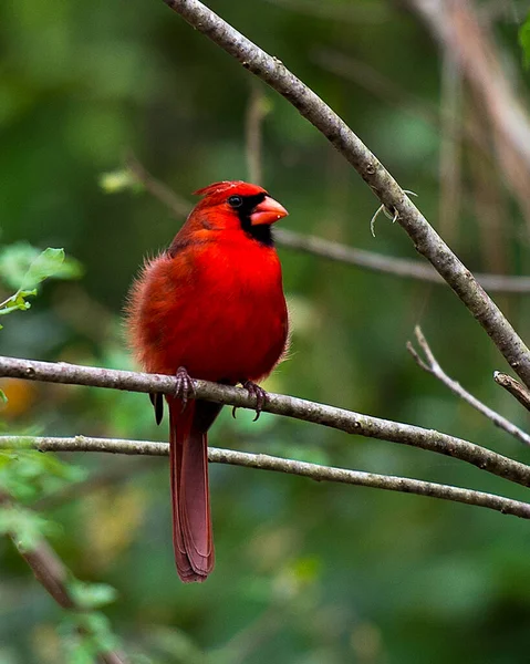 Cardinal Male Bird Close Profile View Bokeh Background Perched Branch — Stock Photo, Image