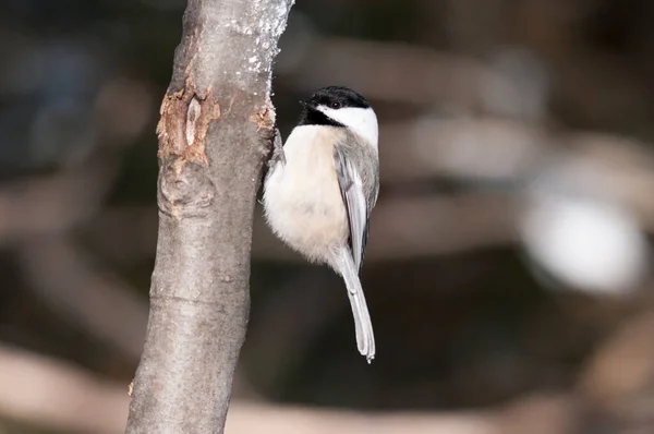 Chickadee Pájaro Encaramado Una Rama Disfrutando Entorno Medio Ambiente Mientras — Foto de Stock