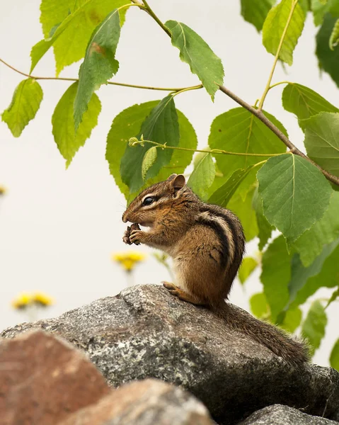 Streifenhörnchen Sitzen Auf Einem Felsen Und Essen Eine Nuss Mit — Stockfoto