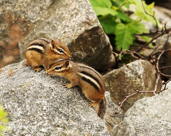 Streifenhörnchen Tierpaar Auf Dem Feld Und Entblößt Ihre Körper Braunes — Stockfoto