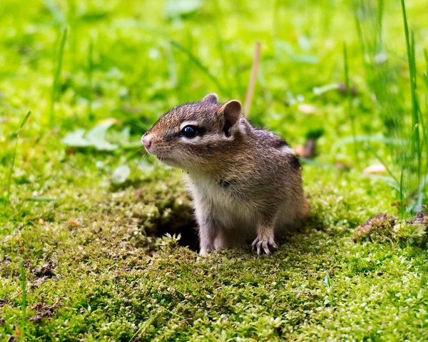 Streifenhörnchen Tier Nahaufnahme Wie Aus Seinem Erdloch Mit Moosboden Kommt — Stockfoto