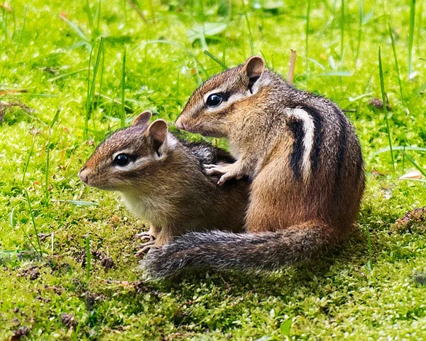 茶色い毛皮 周囲の忙しい尾を示すフィールド内のChipmunk動物のカップル 愛の動物 — ストック写真