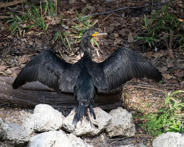 Pássaro Corvo Perto Empoleirado Tronco Mostrando Sua Cabeça Olho Bico — Fotografia de Stock