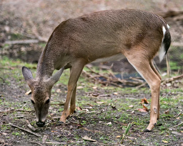 鹿の動物白い尾の親愛なる頭のクローズアッププロフィールビューの葉の背景は その周辺や環境で その頭 茶色の毛皮を公開します — ストック写真