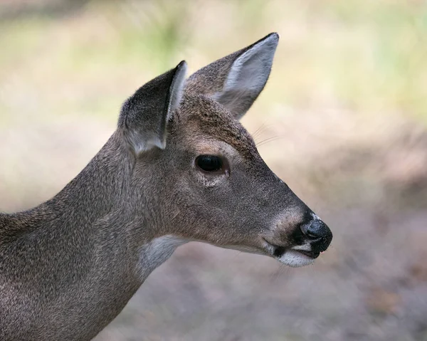 鹿の動物白い尾の親愛なる頭をクローズアッププロフィールビューでは その生息地と環境でその頭 茶色の毛皮を表示ぼかす背景 — ストック写真