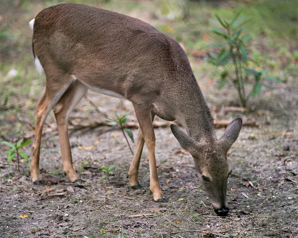 Herten Dier Witstaart Dierbare Kop Close Profiel Bekijken Met Gebladerte — Stockfoto